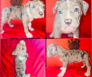 American Bully Litter for sale in TRENTON, NJ, USA