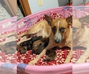 Mother of the Australian Cattle Dog puppies born on 04/15/2023
