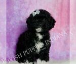 Small Photo #78 Poodle (Toy) Puppy For Sale in WARSAW, IN, USA