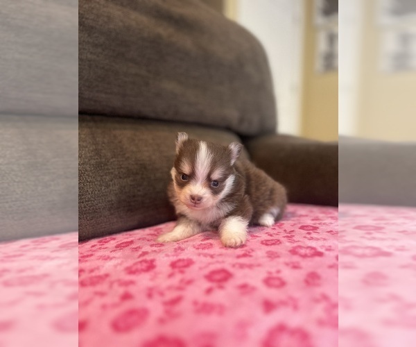 Medium Photo #3 Pomsky Puppy For Sale in DRACUT, MA, USA