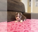 Small #2 Pomsky