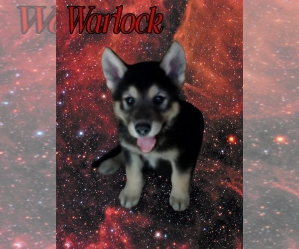 Medium Photo #4 Wolf Hybrid Puppy For Sale in JEFFERSON, TX, USA