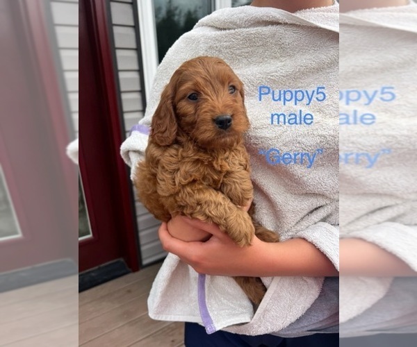 Medium Photo #5 Cavapoo (Miniature) Puppy For Sale in STANLEY, WI, USA