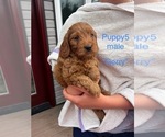 Small #4 Cavapoo (Miniature)