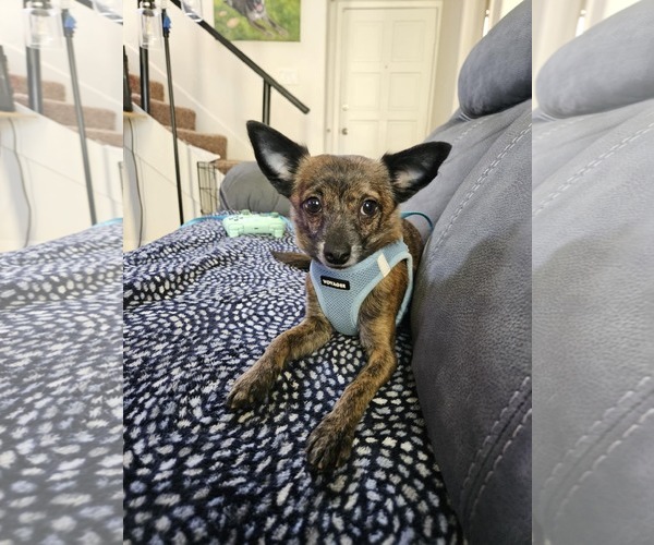 Medium Photo #2 Chihuahua-Unknown Mix Puppy For Sale in Tempe , AZ, USA