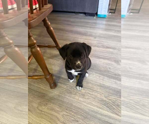 Medium Photo #1 Mutt Puppy For Sale in Holly Springs, NC, USA