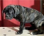 Small Photo #101 Cane Corso Puppy For Sale in COTTAGE GROVE, OR, USA