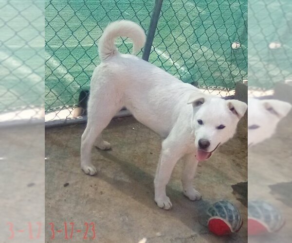 Medium Photo #7 Mutt Puppy For Sale in Apple Valley, CA, USA