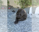 Small Photo #22 Cane Corso Puppy For Sale in WOODLAND HILLS, CA, USA