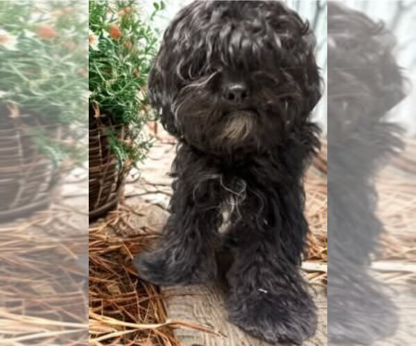 Medium Photo #2 Poodle (Miniature)-Unknown Mix Puppy For Sale in Lakewood, CO, USA