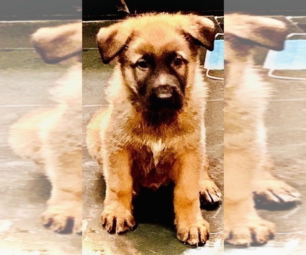 Medium Photo #1 German Shepherd Dog Puppy For Sale in CLOVIS, CA, USA