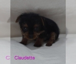Small #7 Yorkshire Terrier