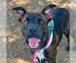 American Staffordshire Terrier-Unknown Mix Dogs for adoption in San Antonio, TX, USA