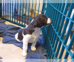 Small Photo #2 Brittany Puppy For Sale in RAINIER, OR, USA