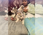 Small Photo #7 Siberian Husky Puppy For Sale in TRIMBLE, MO, USA
