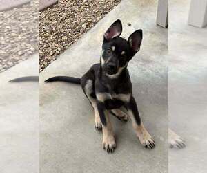 Cali litter - Bo, located in NV - Male American Pit Bull Terrier-German Shepherd Dog Mix Dog for Adoption - Photo #4
