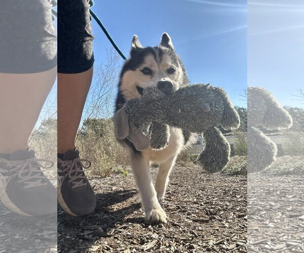 Medium Photo #3 Siberian Husky Puppy For Sale in  Ramona, CA, USA