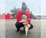Small #4 Shih Tzu Mix