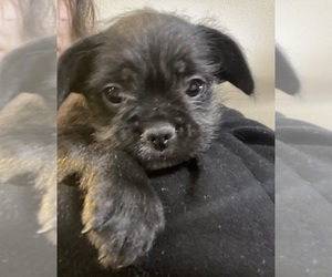 French Bulldog-ShihPoo Mix Puppy for sale in BENNINGTON, NE, USA