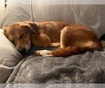 Small Photo #5 Labrador Retriever-Unknown Mix Puppy For Sale in Stephens City, VA, USA