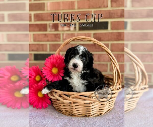 Medium Photo #3 Bordoodle Puppy For Sale in ELIZABETH CITY, NC, USA