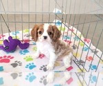 Small #8 Cavalier King Charles Spaniel