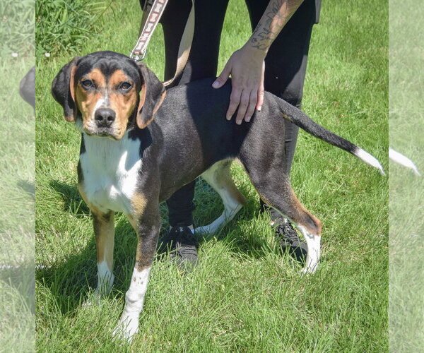 Medium Photo #2 Treeing Walker Coonhound Puppy For Sale in Huntley, IL, USA