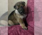 Small #1 German Shepherd Dog