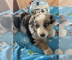 Puppy Marble Australian Shepherd