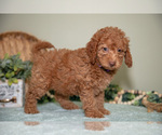 Small Photo #11 Cavapoo Puppy For Sale in DUNDEE, OH, USA