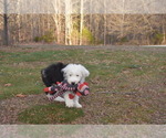 Small Photo #17 Old English Sheepdog Puppy For Sale in MARIONVILLE, MO, USA