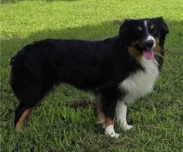 Medium Photo #1 Miniature Australian Shepherd Puppy For Sale in EVERTON, MO, USA