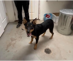 Australian Kelpie-Unknown Mix Dogs for adoption in Salt Lake City, UT, USA