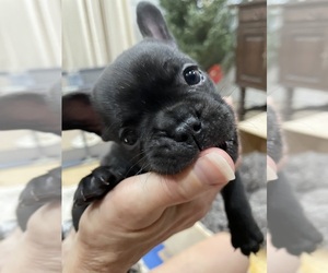 Medium French Bulldog
