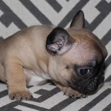 Medium Photo #4 French Bulldog Puppy For Sale in COUNTRY LAKES, FL, USA