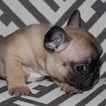 Small Photo #4 French Bulldog Puppy For Sale in COUNTRY LAKES, FL, USA