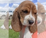 Small Photo #5 Basset Hound Puppy For Sale in GREENLEAF, WI, USA