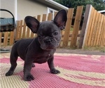 Small #7 French Bulldog