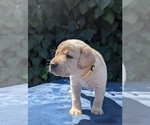 Small Photo #3 Labrador Retriever Puppy For Sale in SACRAMENTO, CA, USA