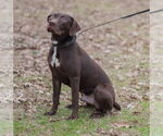 Small #4 Labrador Retriever Mix