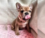 Small French Bulldog