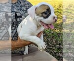 Small Photo #25 American Bulldog Puppy For Sale in MILLS RIVER, NC, USA