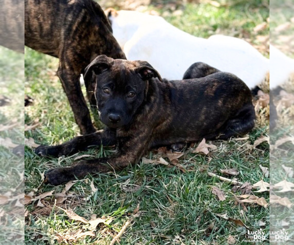 Medium Photo #8 Labrador Retriever-Unknown Mix Puppy For Sale in Washington, DC, USA