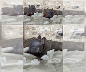 French Bulldog Puppy for sale in BALTIMORE, MD, USA