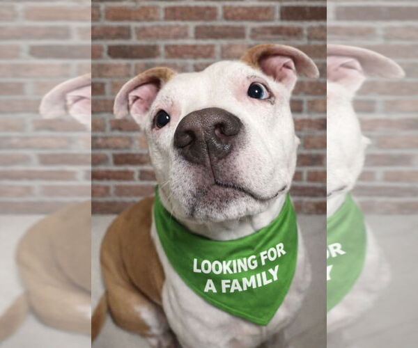 Medium Photo #2 Mutt Puppy For Sale in Euless, TX, USA