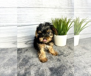 Yorkshire Terrier Puppy for sale in INDIANAPOLIS, IN, USA
