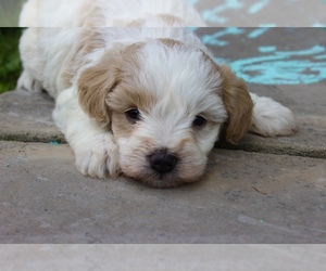 Schnauzer (Miniature) Puppy for sale in MADERA, CA, USA