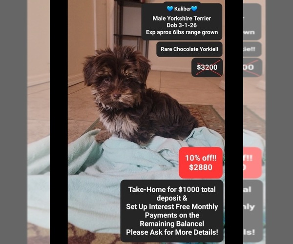 Medium Photo #1 Yorkshire Terrier Puppy For Sale in TUCSON, AZ, USA