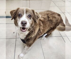 Medium Australian Shepherd Mix