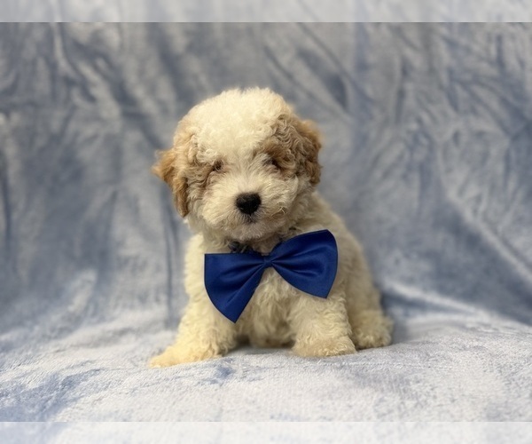 Medium Photo #3 Bichpoo Puppy For Sale in LAKELAND, FL, USA